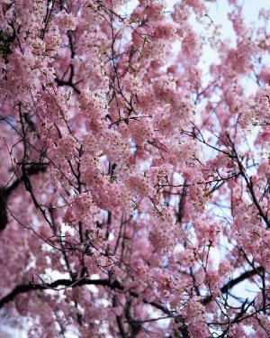 画像1: むさしの村〜桜まつり〜