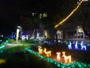 画像1: 獨協大学　雄飛祭　イルミネーション点灯式　１１月3.4日